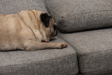 Old Pug Sleeping on Couch