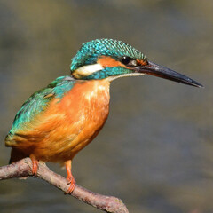 カワセミ止まりもの