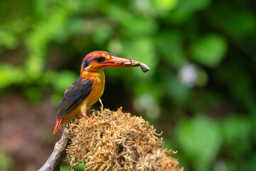 Oriental Dward Kingfisher or black backed kingfisher
