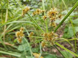 bee on a dandelionFragrant Flatsedge plant (Cyperus odoratus) in outdoor garden 