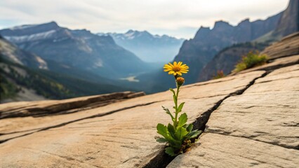 In a rugged mountain landscape, a single vibrant yellow bloom finds a way to flourish from a narrow crevice in stone, highlighting the hardiness of nature.
