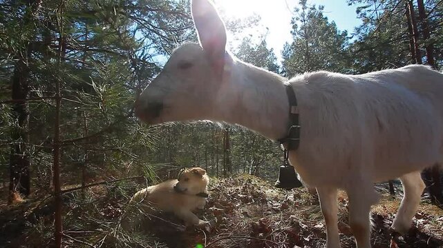 A white goat grazes in nature and eats