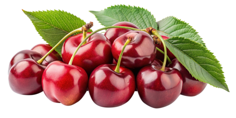 A cluster of ripe red cherries with vibrant green leaves fresh from the cherry tree