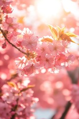 Obraz premium Close Up Blooming Cherry Tree Branches With Delicate Pink Flowers And Bright Sunlit Sky