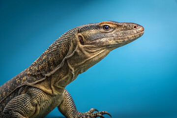 Fototapeta premium A green reptile, a wild iguana, with detailed scales is captured in a close-up portrait in its tropical nature