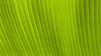 Close-Up of Green Banana Leaf Texture © Sesa