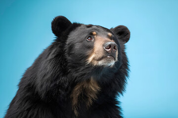 Fototapeta premium A cute black bear cub and a wild brown bear are mammals in their forest nature