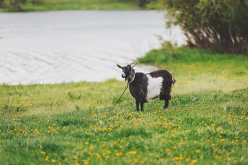 Black and white goat grazing near a serene lake surrounded by vibrant green grass and wildflowers on a calm sunny day