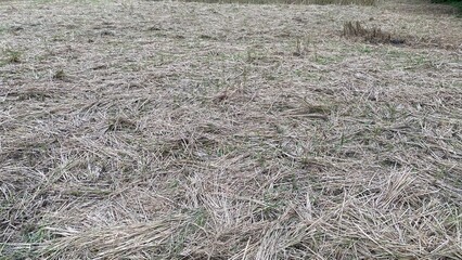 Dry Grass Field Landscape