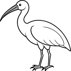 Minimal White Ibis Vector on White