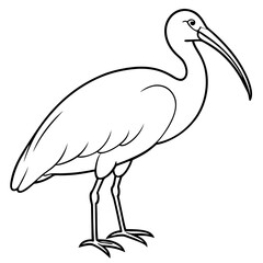 Minimal White Ibis Vector on White