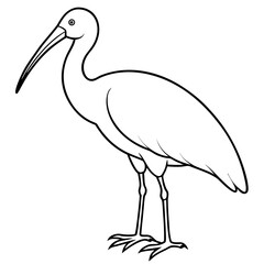 Minimal White Ibis Vector on White