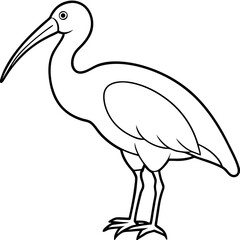 Minimal White Ibis Vector on White