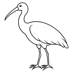 Minimal White Ibis Vector on White