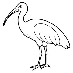 Minimal White Ibis Vector on White