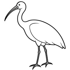 Minimal White Ibis Vector on White