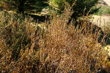 Trail on the cricular route of Moel Hebog, Beddgelert, Snowdonia national park