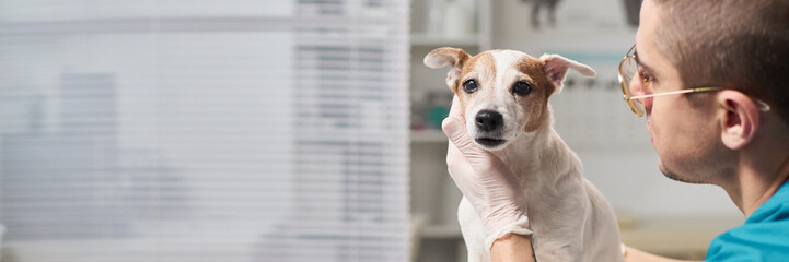 Young Caucasian male vet palpating cute dog on examination table in his office in clinic, medium...