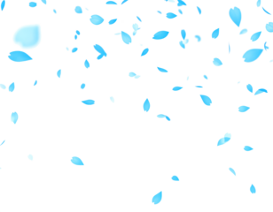 blue petals flying floating isolated on white or transparent background