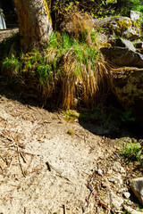 Hiking on the Wolfensteiner Ohe in the bavarian Forests Germany