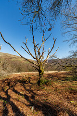 Trail on the cricular route of Moel Hebog, Beddgelert, Snowdonia national park