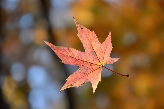 Vibrant autumn maple leaf floating against a blurred background of colorful fall foliage