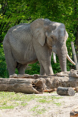 The Majestic Elephant in its Beautiful and Natural Habitat, a Wonder of Nature and Wildlife