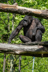 A Gorilla Comfortably Sitting on a Branch Within Its Natural Habitat, Amongst Trees and Plants