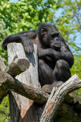 A Contemplative Gorilla Sitting Peacefully on an Elevated Log Amidst Its Natural Habitat