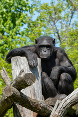 A Majestic Gorilla is Seen Relaxing Comfortably on a Natural Perch High Above the Ground
