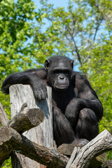 A Chimpanzee is happily relaxing on a large tree trunk in its natural habitat in the wild