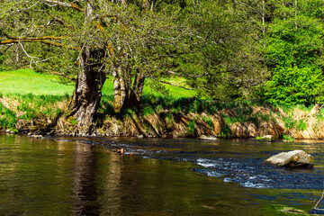 Hiking on the Wolfensteiner Ohe in the bavarian Forests Germany