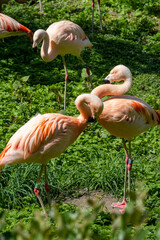 A group of adorable flamingos are nesting harmoniously together amidst lush, vibrant greenery