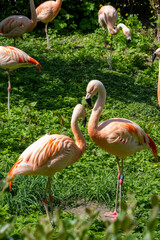 The Elegant Flamingos grace their Natural Habitat with beauty and charm in natures design
