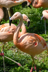 Witness the Beautiful Flamingos in Their Natural and Stunning Habitat on Earth today