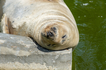 An Adorable Serene Seal Enjoys a Peaceful Time Relaxing by the Tranquil Waters Edge