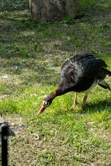 Wild Turkey Grazing in the Beautiful Nature Reserves of Our Serene Countryside Ecosystem