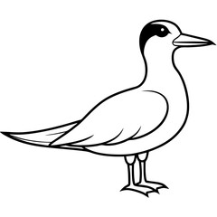 Minimal Caspian Tern Vector on White