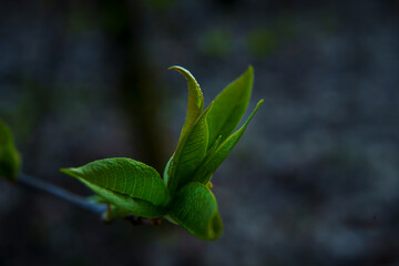 Close-up of fresh green spring leaves unfolding on tree branch