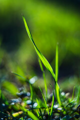 Close-up of fresh green grass blade in sunlight