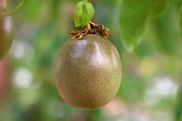 Closeup fresh passion fruit / Passionfruit (Passiflora edulis) on the vine. 