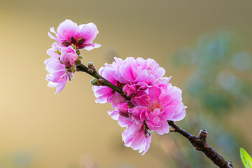 Closeup pink plum tree flower (Prunus mume) plum blossom