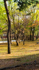 Autumn Trees in the Park