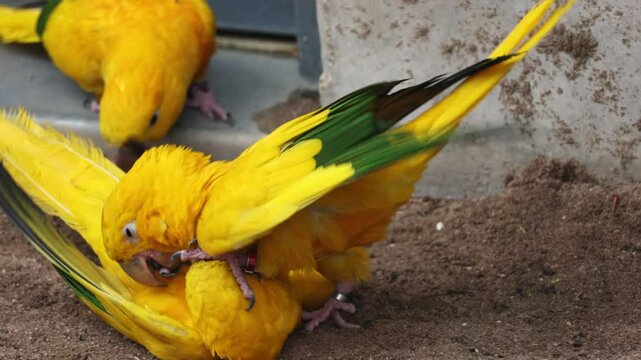 Golden Aratingas: Yellow parrots play and cuddle