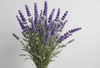 Naklejka premium Lush bouquet of lavender against stark white backdrop , botanical, aroma