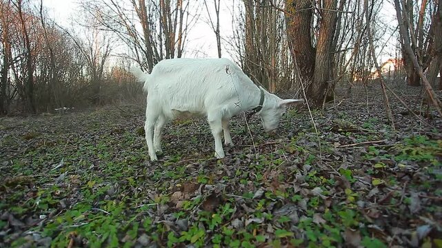 A white goat grazes in nature and eats