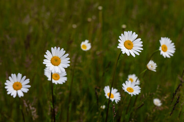 daisies in a field
