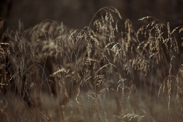 Dry grass. Dry spikelets with thin stems. Golden beige spikelets dry autumn grass. Moody autumn grass in the woods. Close up of tips of long brown grass. Nature background. Grass in the wind