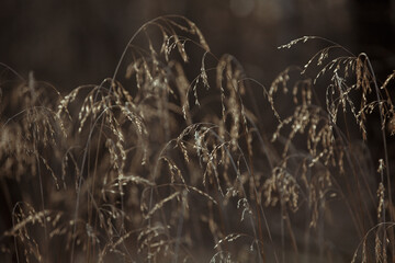 Dry grass. Dry spikelets with thin stems. Close up of tips of long brown grass. Golden beige spikelets dry autumn grass. Nature background. Grass in the wind. Moody autumn grass in the woods