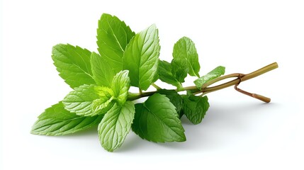 Fresh mint leaves on a stem